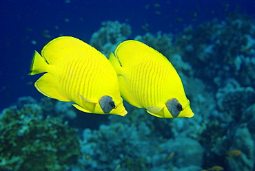 Pair of butterfly fish (Chaetodon Senilarvatus), Red Sea, Sudan, Africa