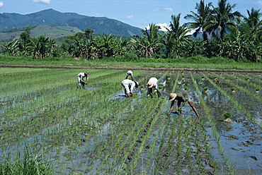 Men in fields planting rice in north Luzon, Philippines, Asia