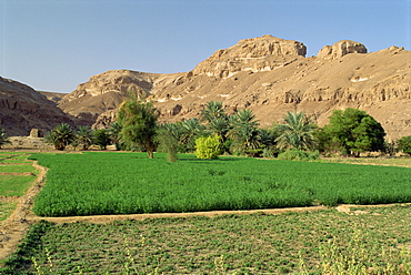 Fertile fields and palm trees, with arid hills behind, near Tarim, in the Wadi Hadramaut, south Yemen, Middle East