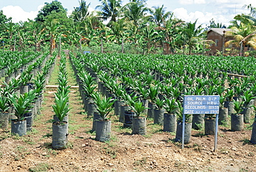 Oil palm saplings (Elaeis Guineensis), Sabah, Borneo, Malaysia, Southeast Asia, Asia