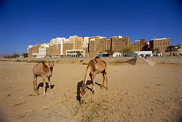 Camels, with the backs of the tall mud brick houses on the south side of the walled city of Shibam beyond, UNESCO World Heritage Site, Wadi Hadramaut, south Yemen, Middle East