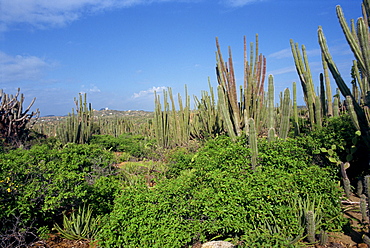 Candle cacti, Arikok National Park, Aruba, West Indies, Caribbean, Central America