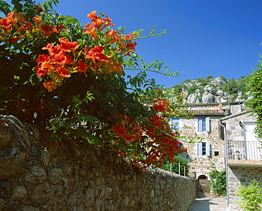 Orange flowers overhanging narrow village street, Vogue, Ardeche, Rhone-Alpes, France, Europe