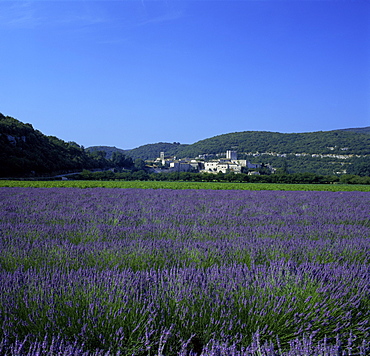 Lavender fields outside the village of Montclus, Gard, Languedoc Roussillon, France, Europe