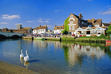 Swans on the River Frome, Wareham, Dorset, England, UK