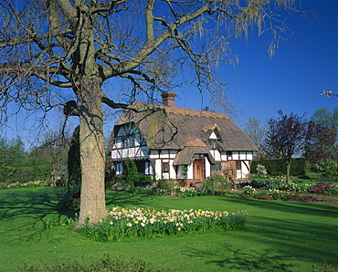 Timber framed thatched cottage and garden with spring flowers at Yalding near Maidstone, Kent, England, United Kingdom, Europe