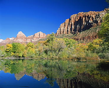 Reflections of trees in fall colours and cliffs of Zion, in a lake, near the Zion National Park, Springdale, Utah, United States of America, North America