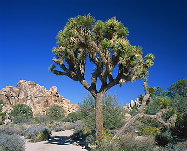 Close-up of Joshua tree with rocks and trees in the background, in the Joshua Tree National Park, California, United States of America, North America