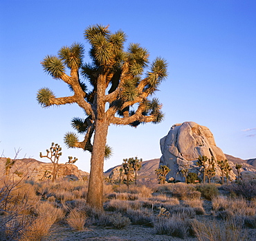 Joshua tree and rocks in evening light, Joshua Tree National Park, California, United States of America (USA), North America