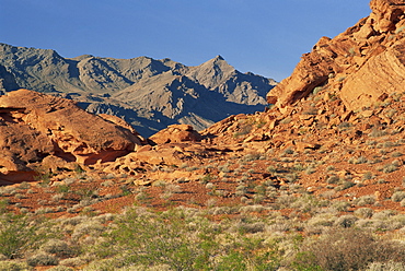 Red sandstone rocks, with Muddy Mountains in the background, in the Valley of Fire State Park, Nevada, United States of America, North America