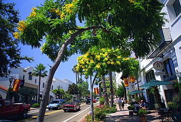 Flowering trees line the sidewalks of State Street in Santa Barbara, California, United States of America, North America