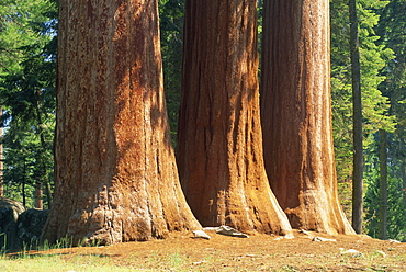 Giant sequoia trees in the Giant Forest in the Sequoia National Park, California, United States of America, North America