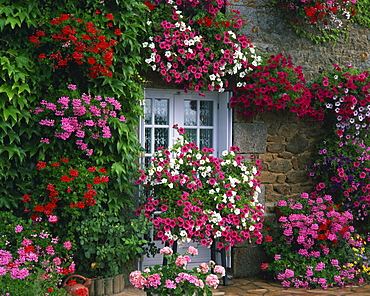 Farmhouse window surrounded by flowers, Ille-et-Vilaine, Brittany, France, Europe