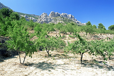 Almond trees in the Sierra de Aitana, Alicante area, Valencia, Spain, Europe