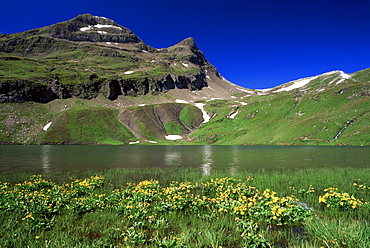 Wildflowers beside the Bachalpsee in spring, First, Grindelwald, Bern, Switzerland, Europe