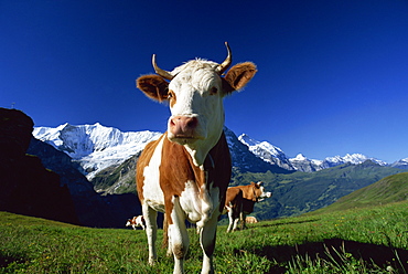 Brown and white cow in alpine meadow, First, Grindelwald, Bern, Switzerland, Europe