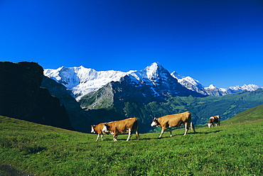 Cows in alpine meadow with Fiescherhorner and Eiger mountains beyond, Grindelwald, Bern (Berne), Bernese Oberland, Swiss Alps, Switzerland, Europe