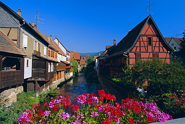 Colourful timbered houses on the banks of the river Weiss, Kaysersberg, Haut-Rhin, Alsace, France, Europe