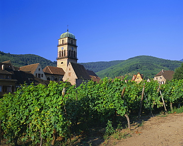 Vines in vineyards and tower of the church of Ste. Croix, Kaysersberg, Haut-Rhin, Alsace, France, Europe