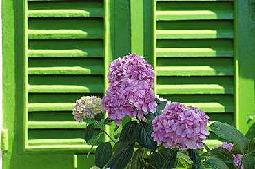 Pink hydrangea flowers in front of green shutters of the Villa Durazzo, Santa Margherita Ligure, Portofino Peninsula, Liguria, Italy, Europe