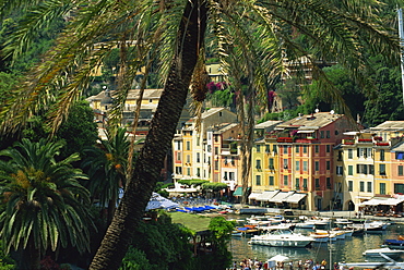 View over harbour from hillside, palm-tree in foreground, Portofino, Portofino Peninsula, Liguria, Italy, Europe