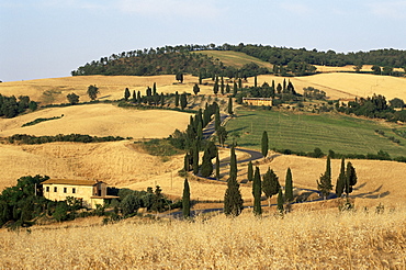 Landscape with winding road lined with cypress trees, Monticchiello, near Pienza, Tuscany, Italy, Europe