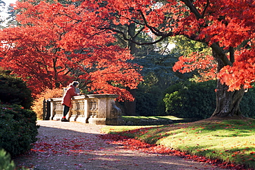 Acer palmatum atropurpureum tree, Sheffield Park Gardens, East Sussex, England, United Kingdom, Europe