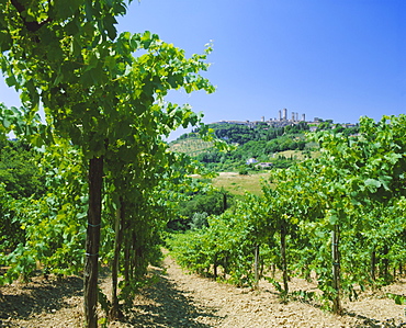 Vineyards below the town of San Gimignano, Tuscany, Italy, Europe