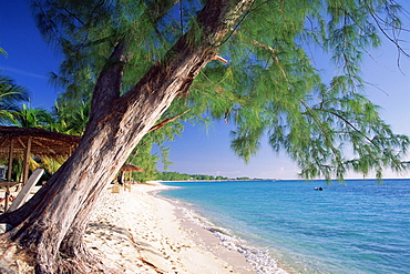 Leaning tree above calm turquoise sea, Seven Mile Beach, Grand Cayman, Cayman Islands, West Indies, Caribbean, Central America