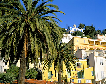 Houses and palms, Menton, Alpes-Maritimes, Cote d'Azur, Provence, France, Europe