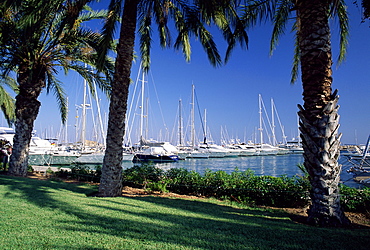 Palm trees and harbour, Puerto Portals, Mallorca (Majorca), Balearic Islands, Spain, Mediterranean, Europe