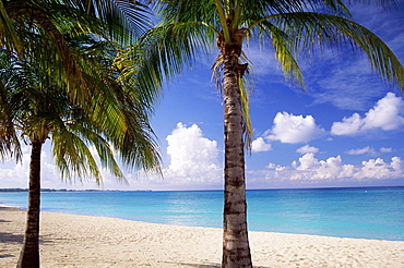 Palm trees, beach and still turquoise sea, Seven Mile beach, Grand Cayman, Cayman Islands, West Indies, Central America