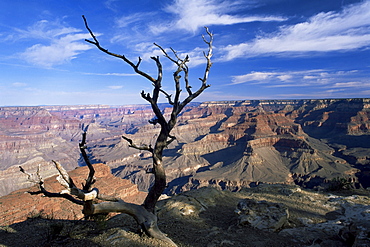 Dead tree and view of canyon from the South Rim at Hopi Point, Grand Canyon National Park, UNESCO World Heritage Site, Arizona, United States of America (U.S.A.), North America