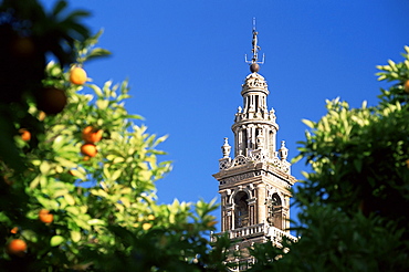 Top of the Giralda framed by orange trees, Seville, Andalucia (Andalusia), Spain, Europe