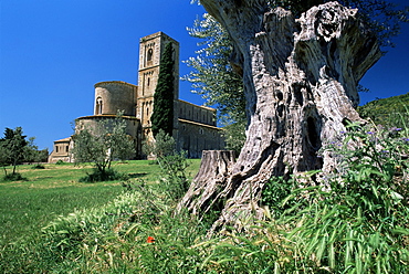 Trunk of ancient olive tree with the abbey of Sant'Antimo beyond, near Montalcino, Tuscany, Italy, Europe