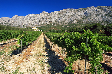 Vinyard at the foot of Motagne Ste-Victorie near Aix-en-Provence, Bouches-de-Rhone, Provence-Alpes-Cote-d'Azur, France, Europe