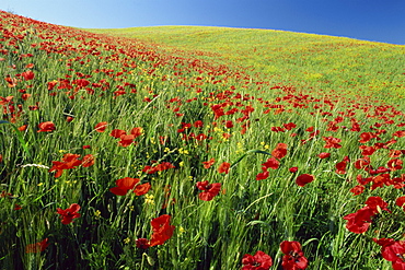 Poppy field near Montalcino, Tuscany, Italy, Europe