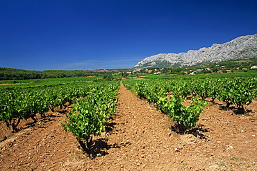 Vineyard at foot of Mont Ste.-Victoire, near Aix-en-Provence, Bouches-du-Rhone, Provence, France, Europe