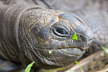 Head of Seychelles giant tortoise (Geochelone gigantea) at the Jardin du Roi spice garden near Anse Royale, Anse Royale district, Island of Mahe, Seychelles, Africa