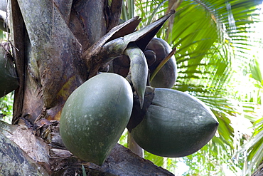 Giant fruit of coco de mer palm (Lodoicea maldivica) in the Vallee de Mai Nature Reserve, UNESCO World Heritage Site, Baie Sainte Anne district, Island of Praslin, Seychelles, Africa