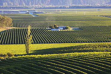 View over typical vineyards in the Wairau Valley, early morning, Renwick, near Blenheim, Marlborough, South Island, New Zealand, Pacific