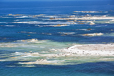 Colony of New Zealand fur seals (Arctocephalus forsteri) off Point Kean, Kaikoura Peninsula, Kaikoura, Canterbury, South Island, New Zealand, Pacific