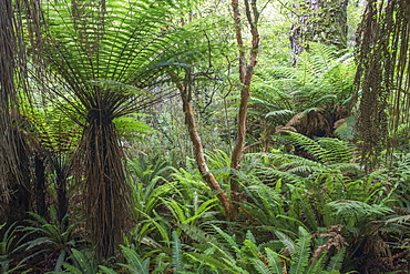 Ferns growing in temperate rainforest, Purakaunui, near Owaka, Catlins Conservation Area, Clutha district, Otago, South Island, New Zealand, Pacific