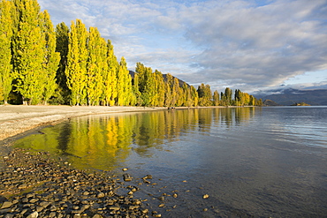 View along the shore of tranquil Lake Wanaka, autumn, Roys Bay, Wanaka, Queenstown-Lakes district, Otago, South Island, New Zealand, Pacific