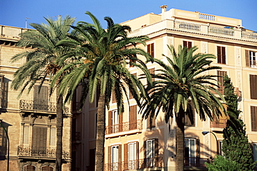 Typical buildings lining the Borne, with palm trees in front, Palma, Majorca, Balearic Islands, Spain, Europe