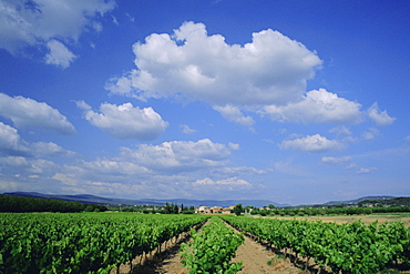 Vineyard under blue sky and white clouds, near Roussillon, Vaucluse, Provence, France, Europe