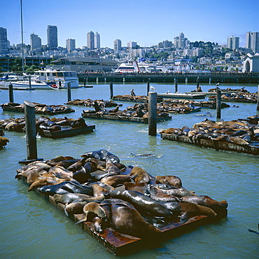 Sea lions by Pier 39 near Fisherman's Wharf, with city skyline beyond, San Francisco, California, United States of America (USA), North America