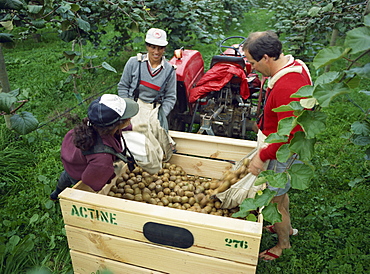 Pickers unloading kiwi fruit into a trailer amongst vines in South Auckland, North Island, New Zealand, Pacific