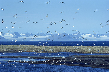 Gulls inhabit the rocky shallows near Longyearbyen airport, Svalbard, Arctic, Norway, Scandinavia, Europe