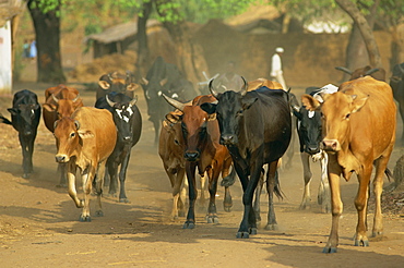 Cattle herded through village, Salima, Malawi, Africa